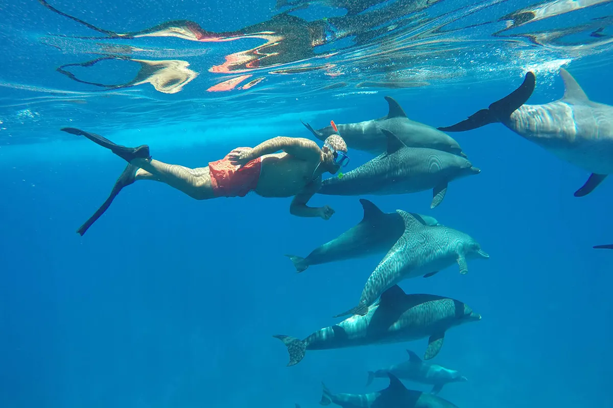 Two dolphins breaking the surface beside a boat in open water
