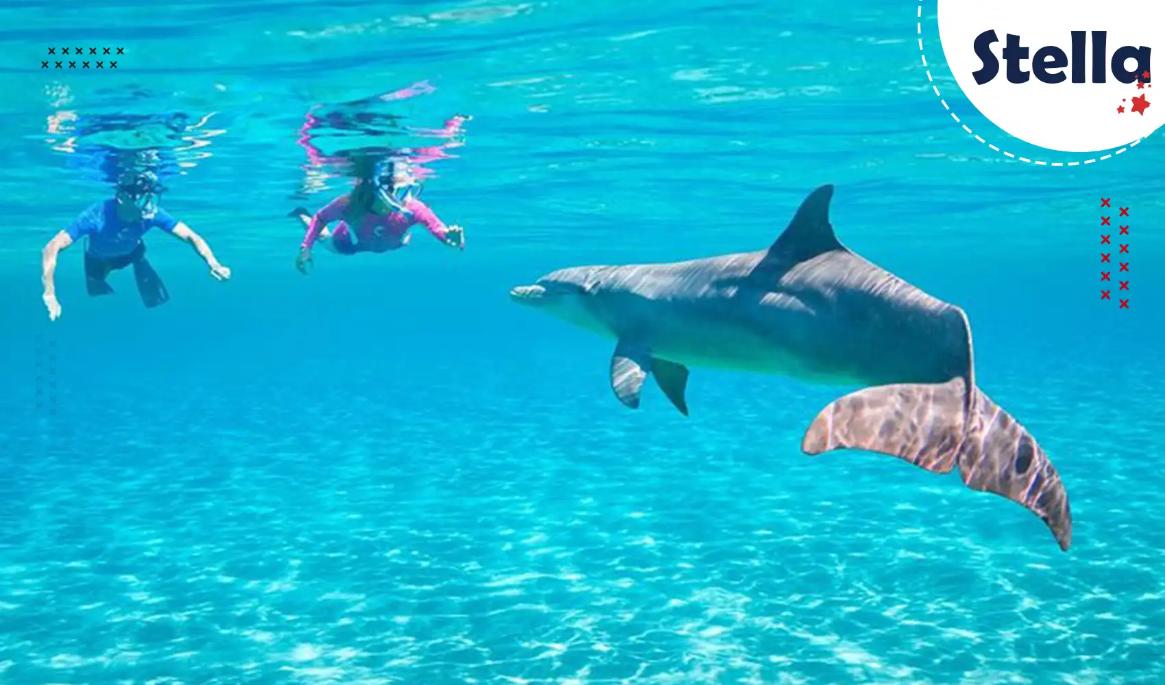 Wild dolphins swimming near the reef at Dolphin House in Hurghada