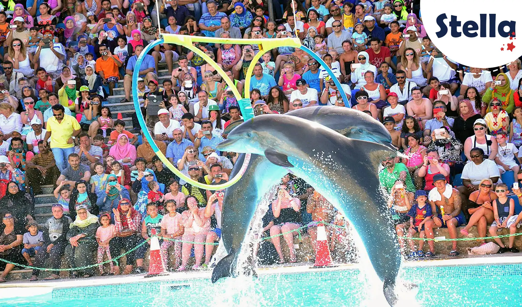 Dolphins performing during the show at Dolphin World in Makadi Bay