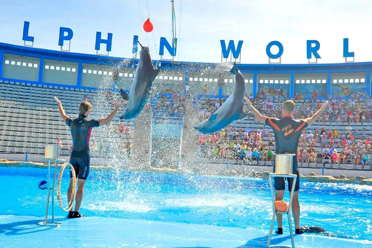 Dolphins leaping during the show at Dolphin World in Makadi Bay