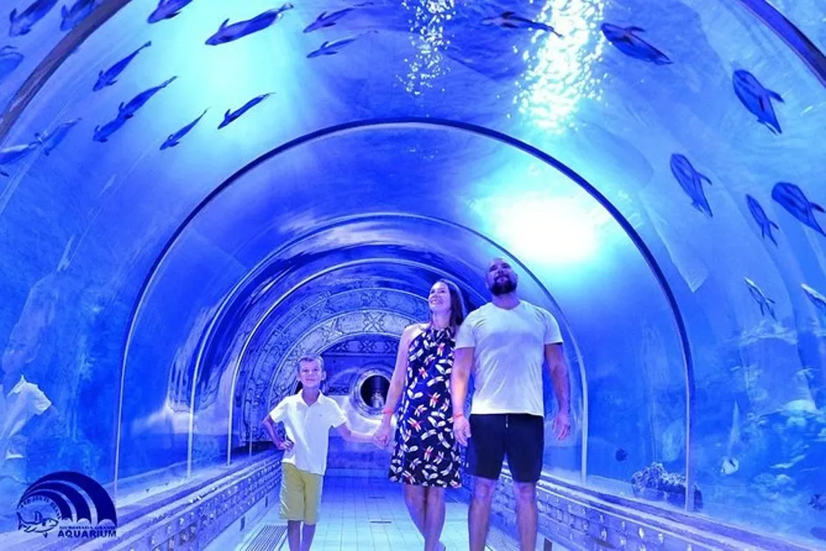 Sharks swimming above the glass tunnel at Hurghada Grand Aquarium