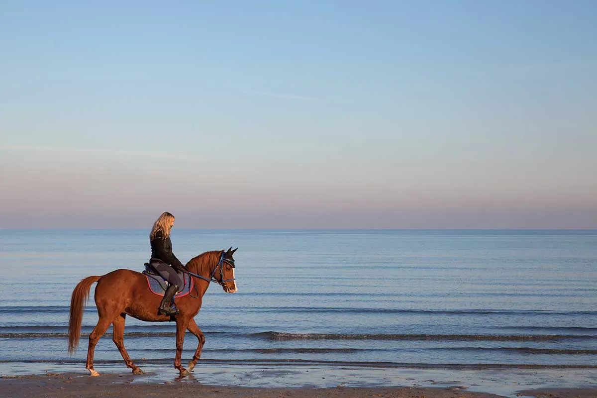 Horses walking along the shoreline at the edge of the Red Sea
